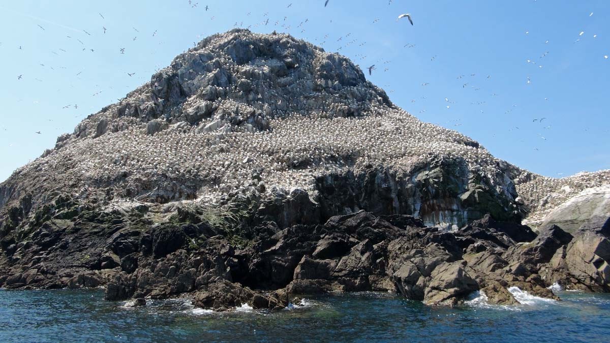 Les Fous de Bassan de l'Île Rouzic