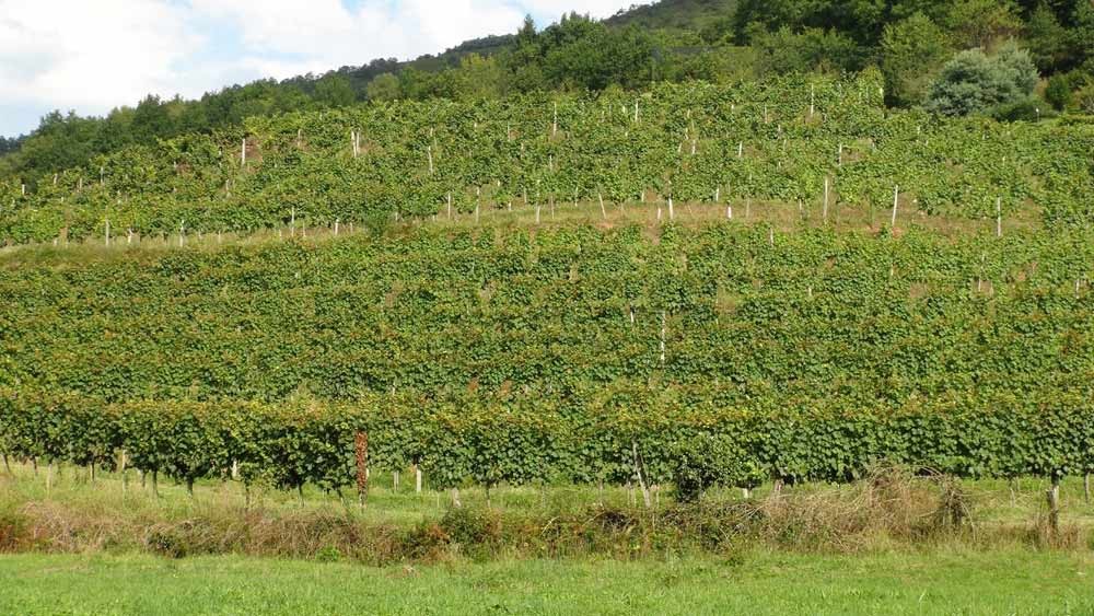 Vignes sur Irouléguy