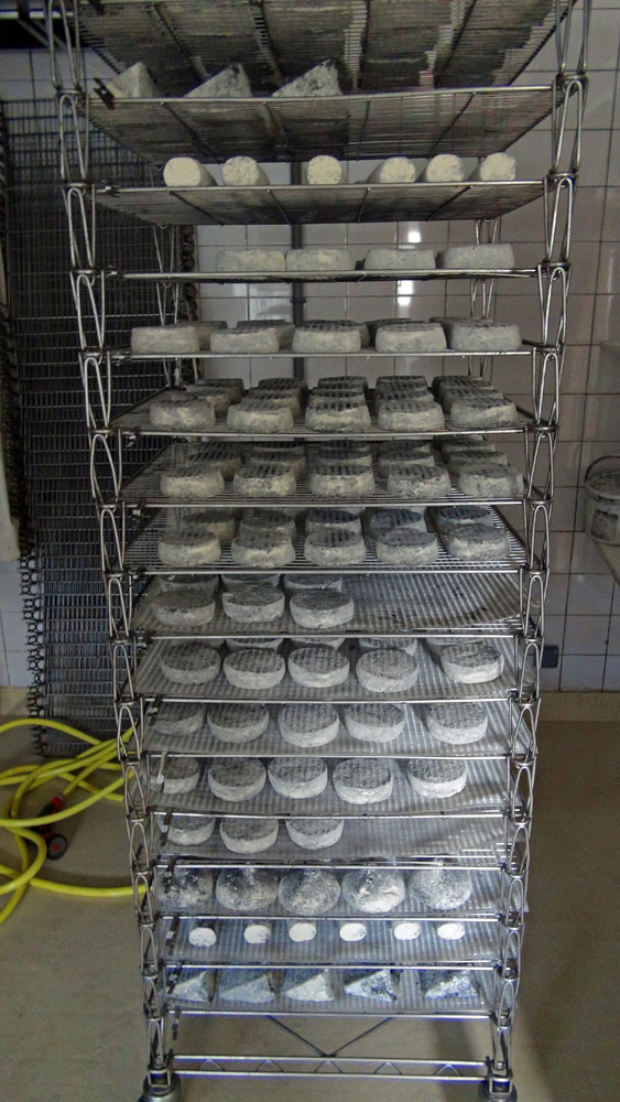 Quelques Selles-sur-Cher AOP en affinage sur clayettes inox