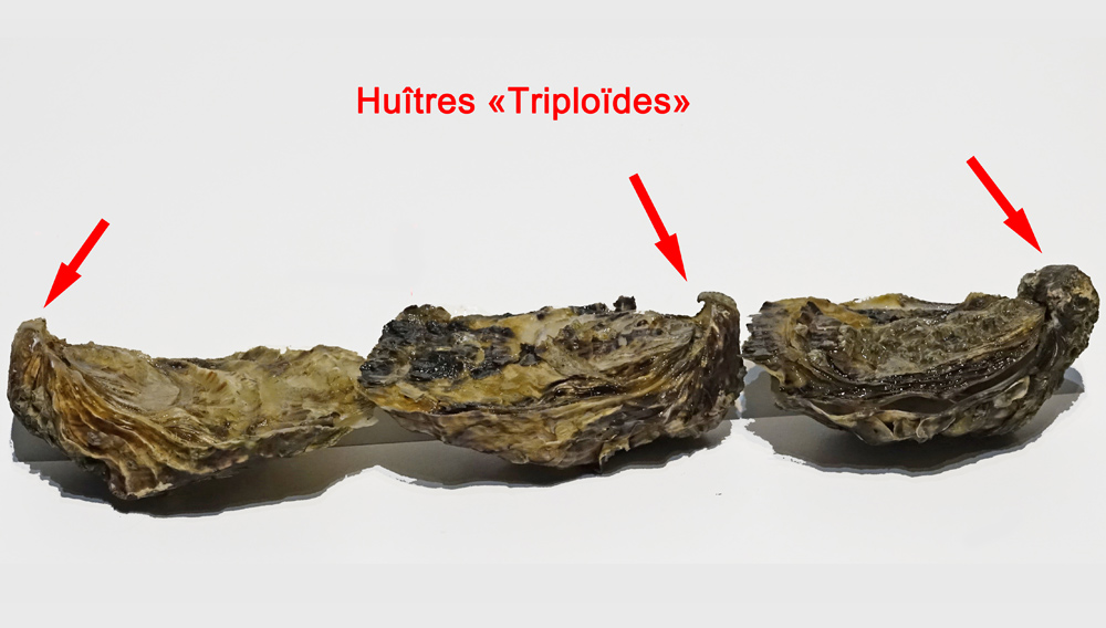 Huîtres "triploïdes" et leur fameux "bec"