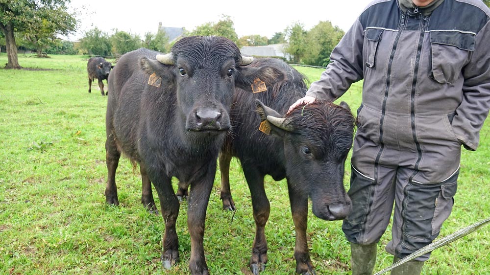 Fanny Bertrand et ses jeunes bufflonnes