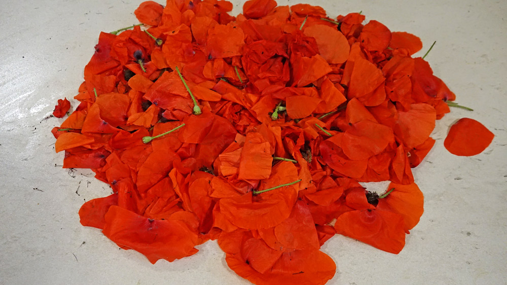 Fleurs de coquelicots