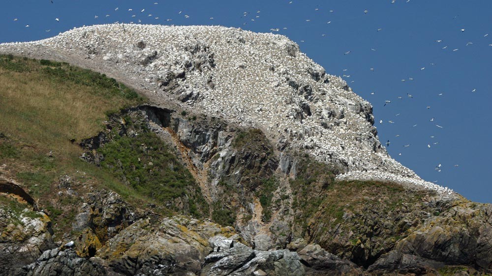 Les Fous de Bassan de l'Île Rouzic