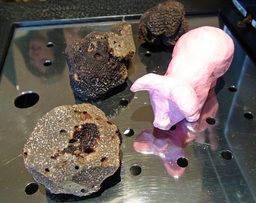 Premières truffes
