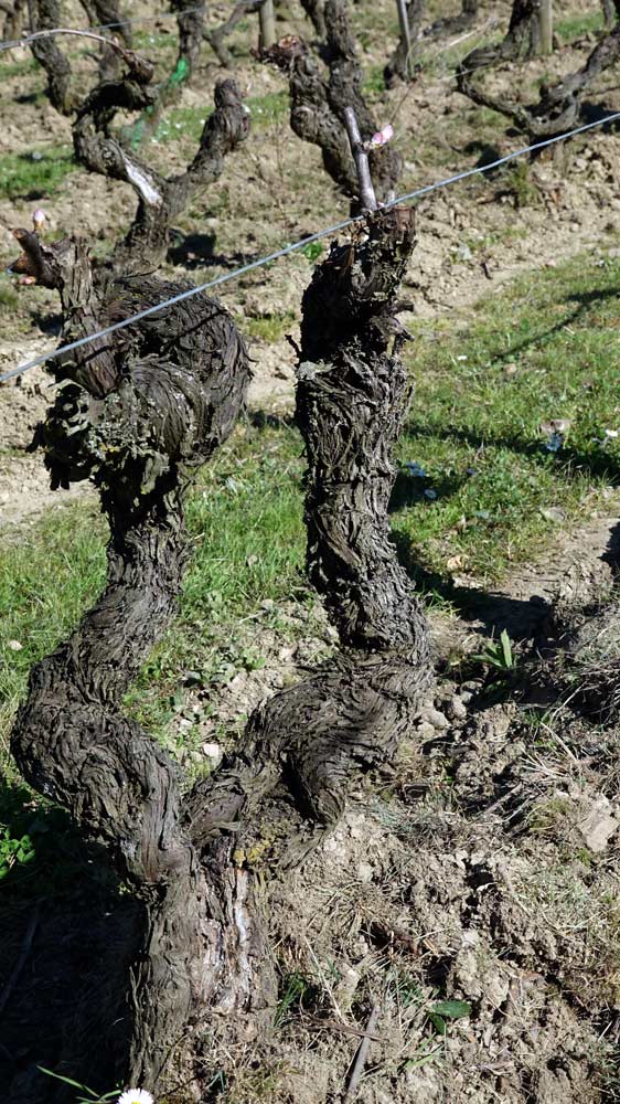 Vieux cep de chenin