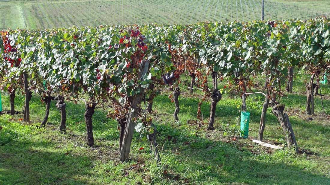 Vigne du domaine Sergent