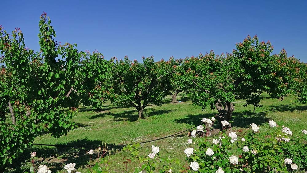 Le verger d'abricots rouges du Roussillon