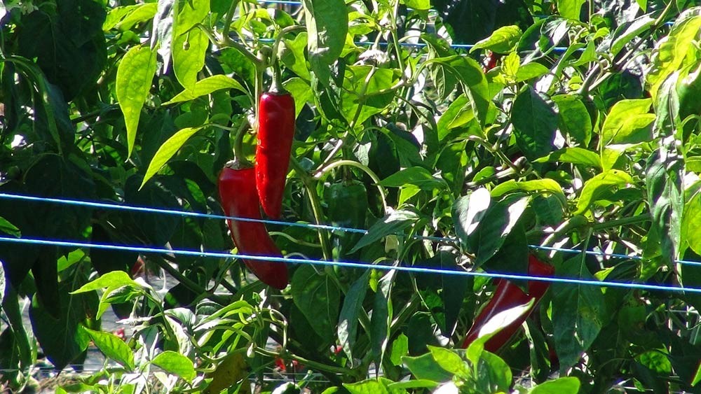 Gros plant sur le piment d'Espelette (vue d'un champ de Piment n'étant pas celui des Saint-Jean)