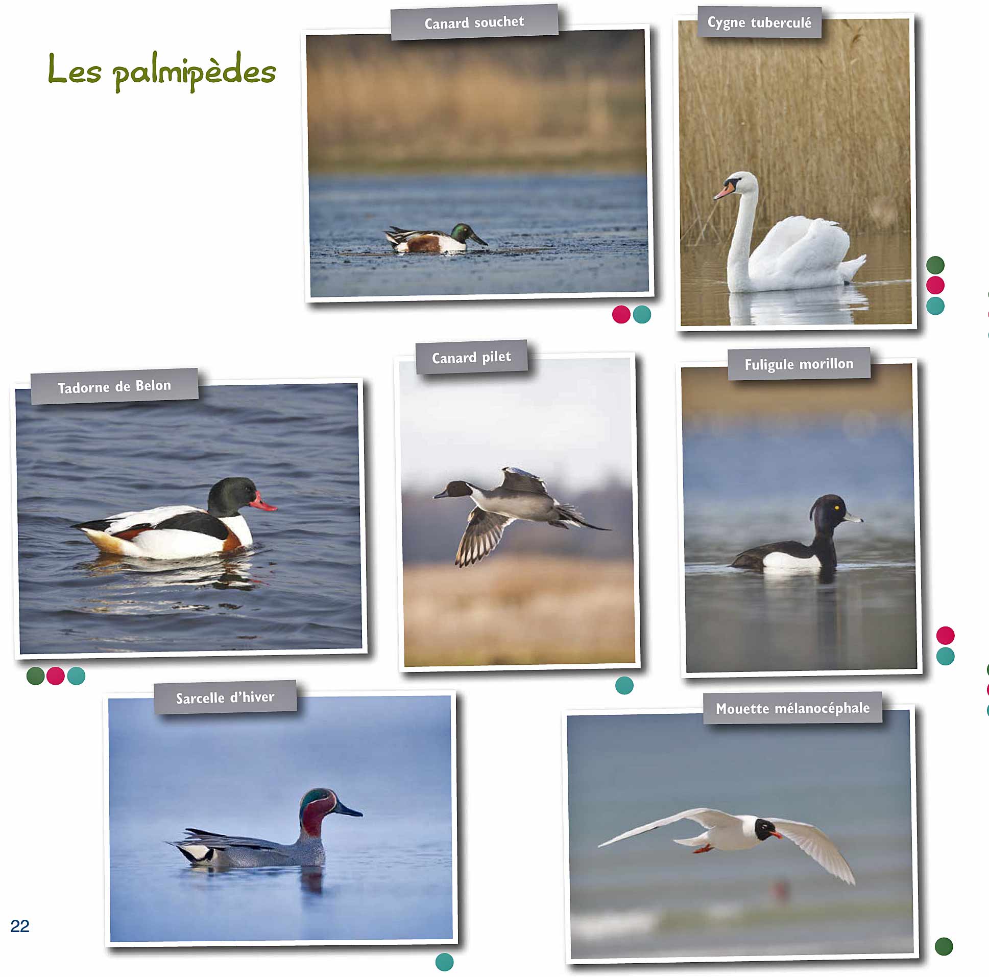 © http://www.parcdumarquenterre.fr