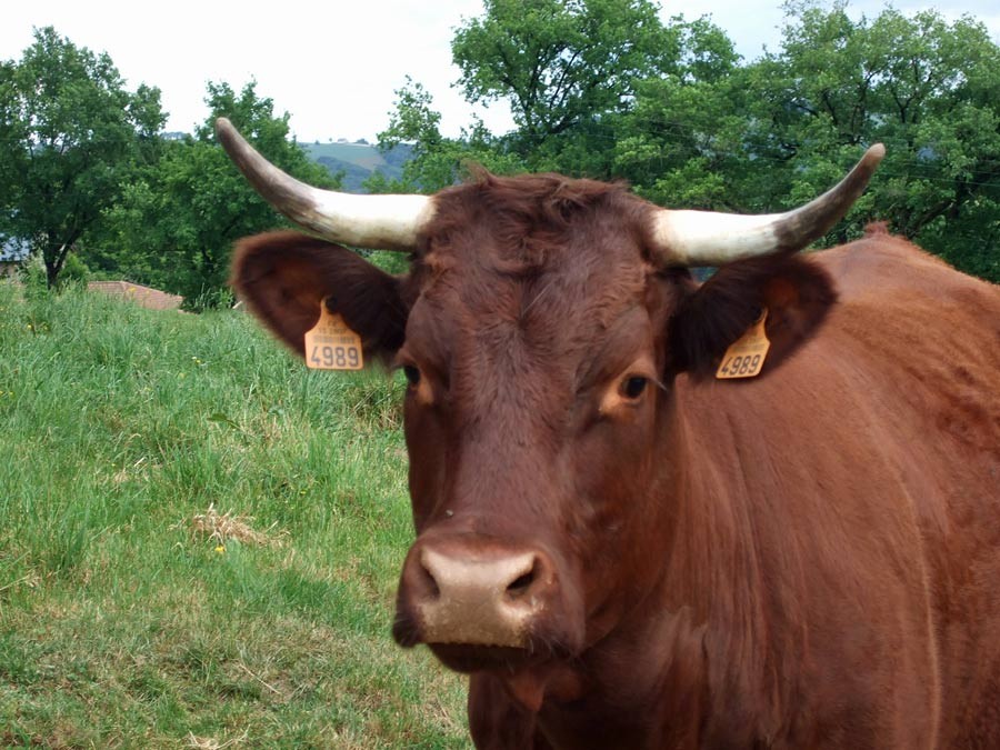 Vache "Salers" - 15 mai 2011