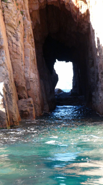 Dans une infractuosité rocheuse, la Sardaigne ...