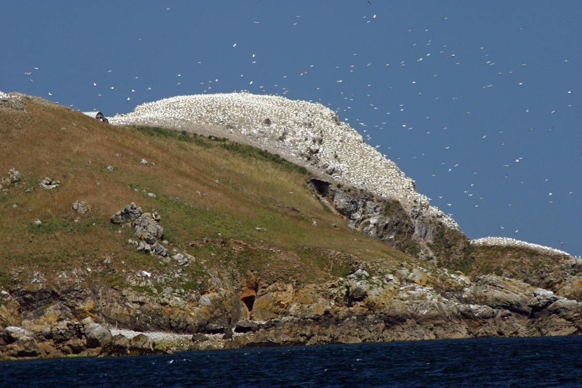 Les Fous de Bassan de l'Île Rouzic