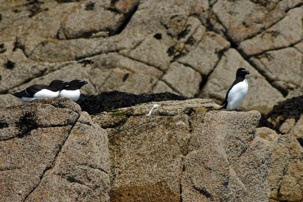 Pinguoins torda
