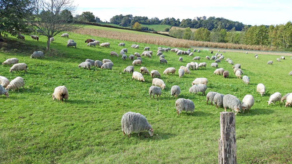 Les manechs à tête rousse au pré