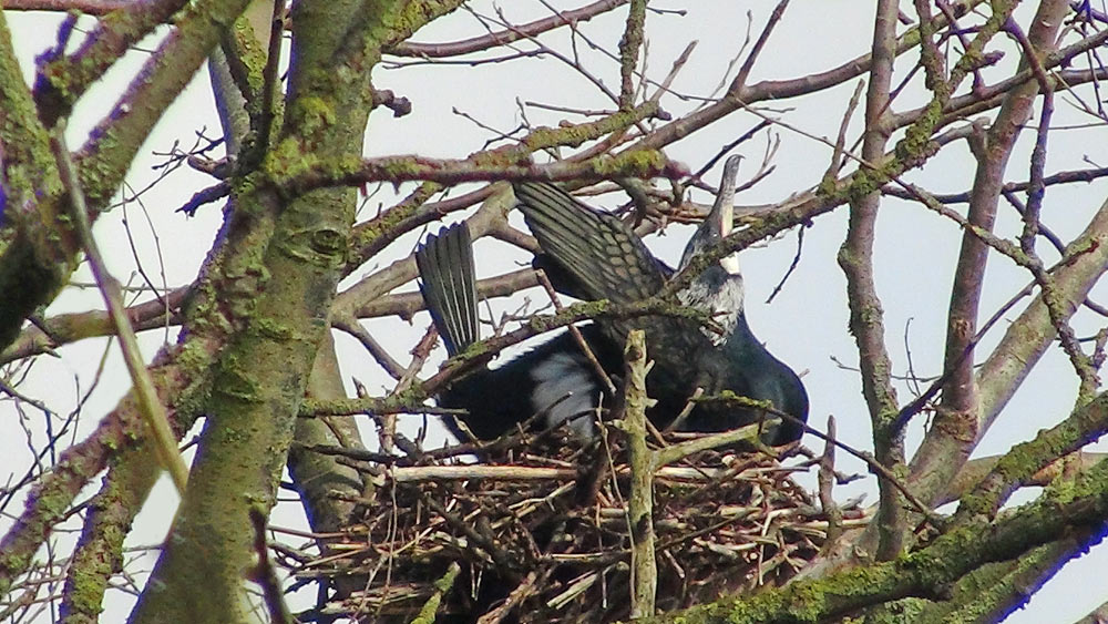 Nid d'un "Grand cormoran" dans les arbres