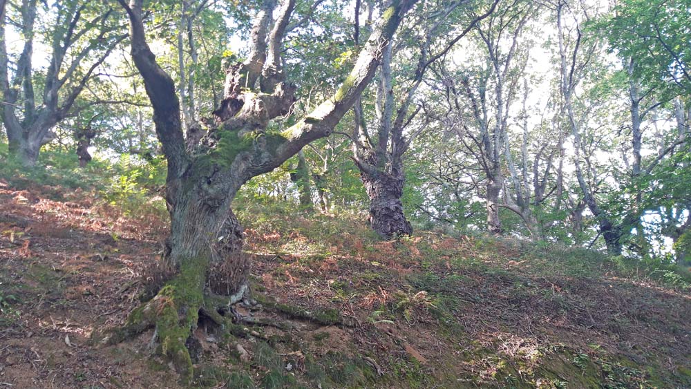 Châtaigneraie
