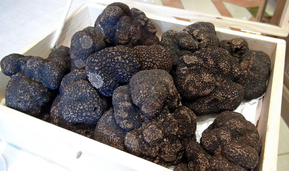 Les truffes fraîches de Lalbenque