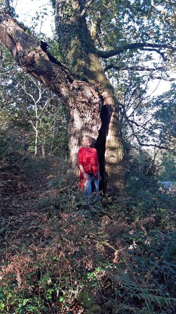 Un drôle d'arbre dans la forêt près du gîte