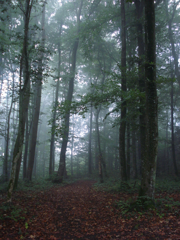 Waldweit Schönheit