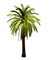 Palmera