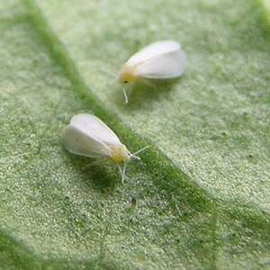 Trialeurodes vaporariorum, conocida como la mosca blanca de los invernaderos