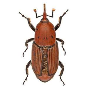 Picudo rojo de las palmeras, también conocido como Rhynchophorus ferrugineus
