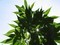 Cannabis