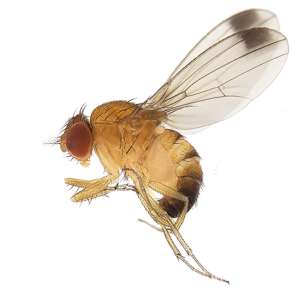 Control biológico de Drosopihila Suzukii