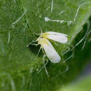 imagen de una Bemisia tabaci, conocida como la mosca blanca del tabaco