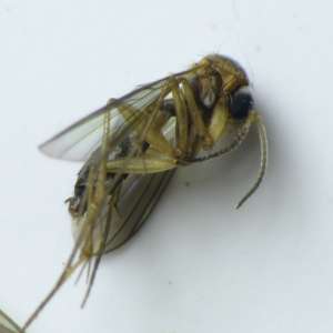 mosca esciárida, también conocida como la mosca del mantillo
