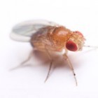 Control biológico de Drosophila suzukii