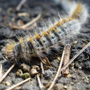 Procesionaria del pino, cuyo nombre científico es Thaumetopoea pityocampa)