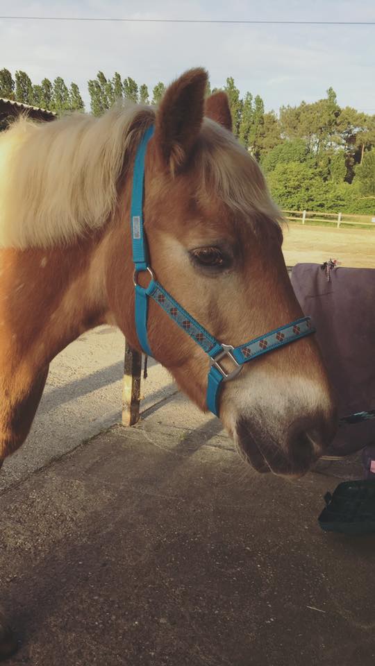  Cyrano, deux ans après son adoption (Photo d'Océane Raveleau, son adoptante)