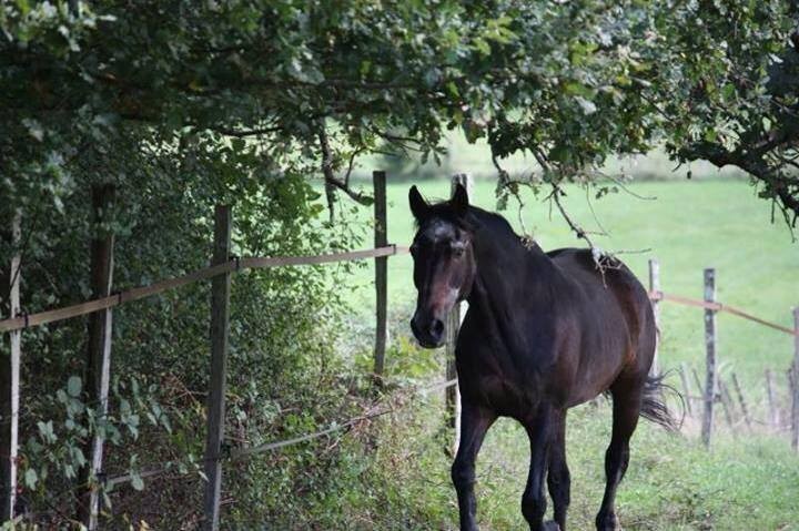 Bandit, lors de son arrivée à l'association Zorte Berria