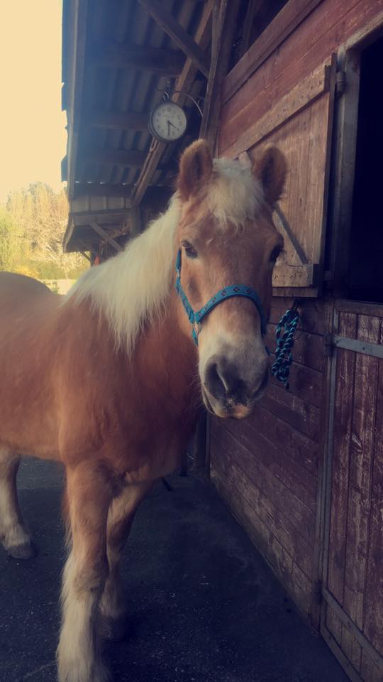  Cyrano, deux ans après son adoption (Photo d'Océane Raveleau, son adoptante)