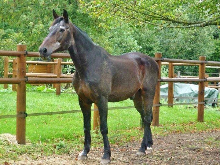Bandit, lors de son arrivée à l'association Zorte Berria