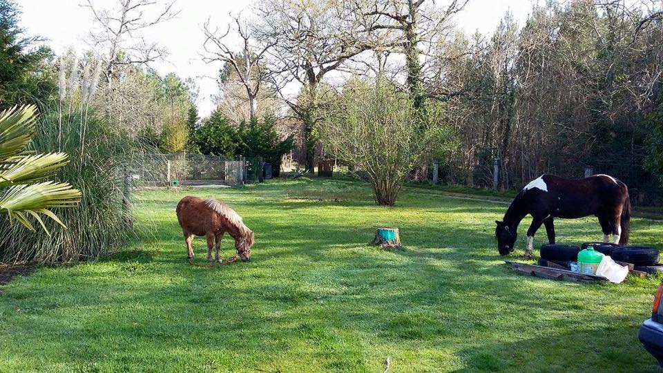 Emir chez ses nouveaux adoptants 