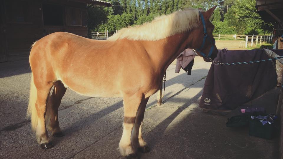  Cyrano, deux ans après son adoption (Photo d'Océane Raveleau, son adoptante)