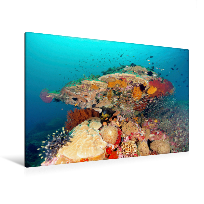 Kleine Fischlein um Korallenstock (Premium Textil-Leinwand, Bild auf Keilrahmen)