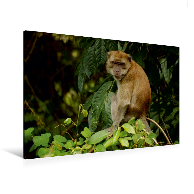 https://www.calvendo.de/galerie/ein-motiv-aus-dem-kalender-javaneraeffchen/leinwand/?order=date&dir=desc&page=5&a=34782