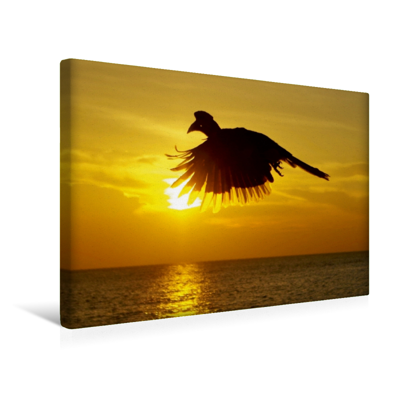Nashornvogel im Gegenlicht - Silhouette (Premium Textil-Leinwand, Bild auf Keilrahmen)
