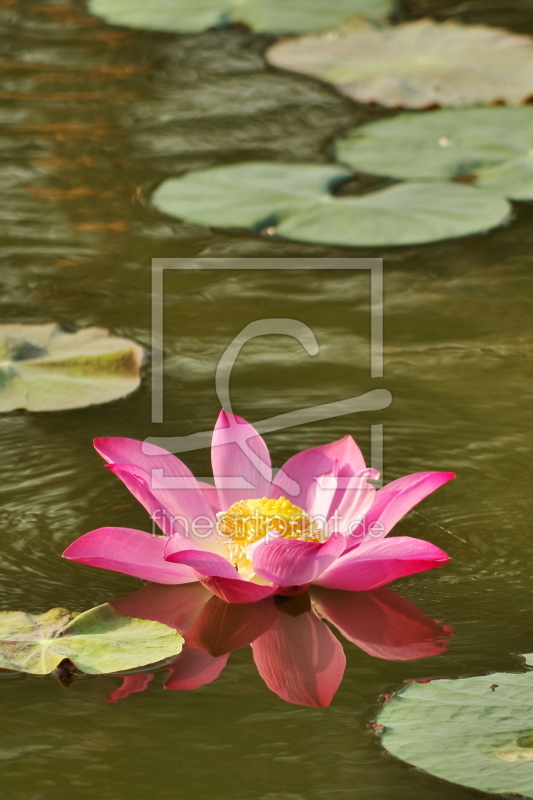 Teichrose