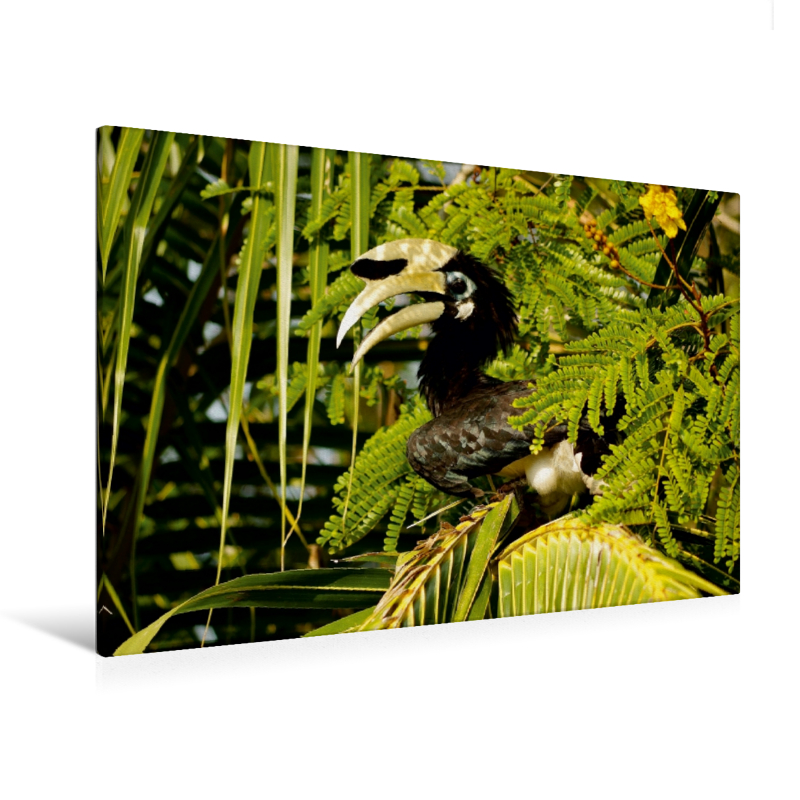 Ein Motiv aus dem Kalender Orienthornvögel (Premium Textil-Leinwand, Bild auf Keilrahmen)