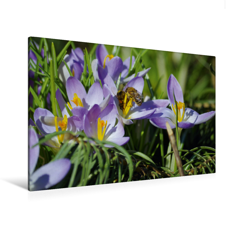 Krokusse mit Bienchen (Premium Textil-Leinwand, Bild auf Keilrahmen)