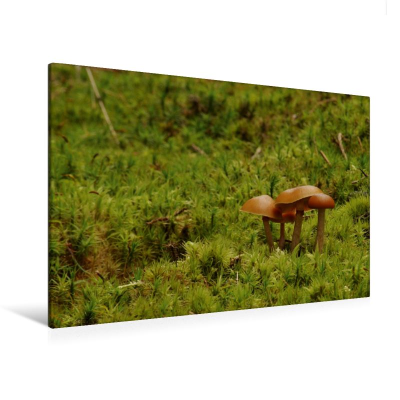 Quartett im Moos - Ein Motiv aus dem Kalender Stille Welt Waldboden (Premium Textil-Leinwand, Bild auf Keilrahmen)