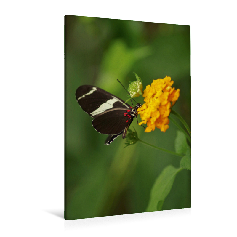 Sara Longwing Schmetterling, Südamerika - Ein Motiv aus dem Kalender Zarte Schönheiten - Exotische Schmetterlinge (Premium Textil-Leinwand, Bild auf Keilrahmen)