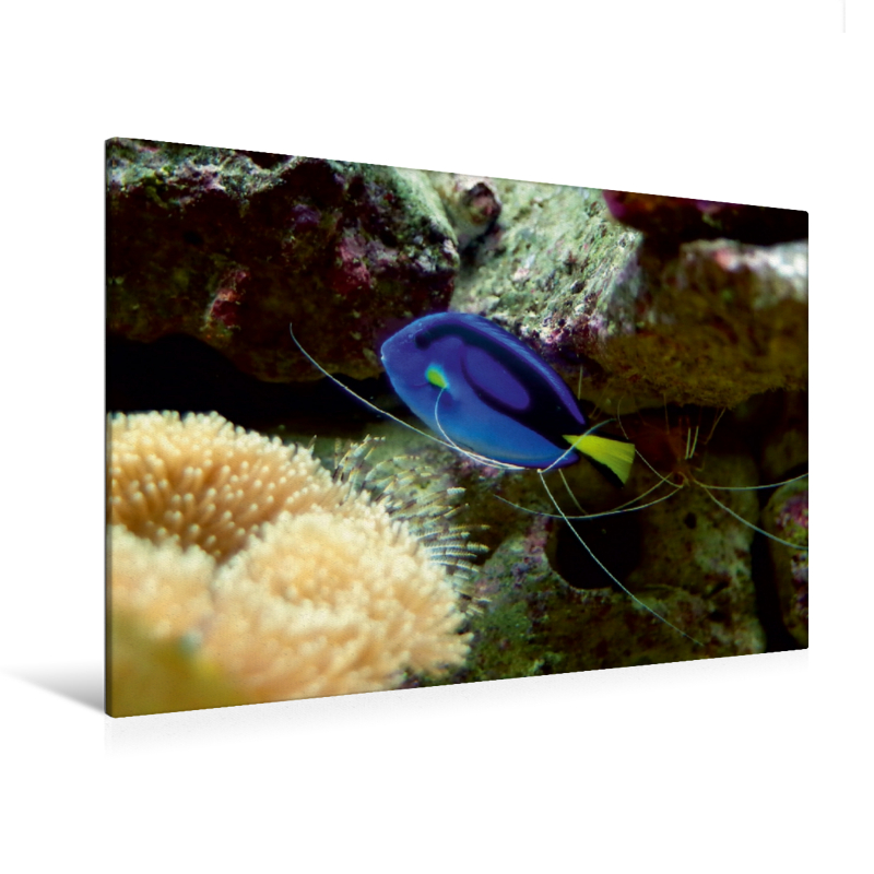 Ein Motiv aus dem Kalender Riffbewohner - Bunte Fische, Anemonen und noch viel mehr (Premium Textil-Leinwand, Bild auf Keilrahmen)
