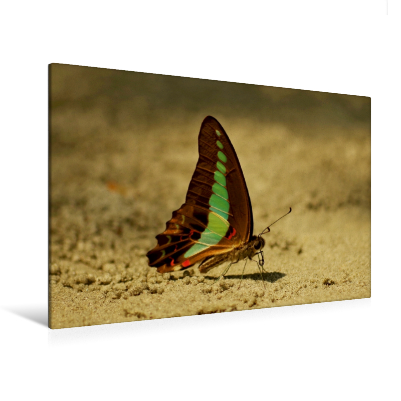 Graphium sarpedon luctatius - Ein Motiv aus dem Kalender Zarte Schönheiten - Schmetterlinge Malaysias (Premium Textil-Leinwand, Bild auf Keilrahmen)