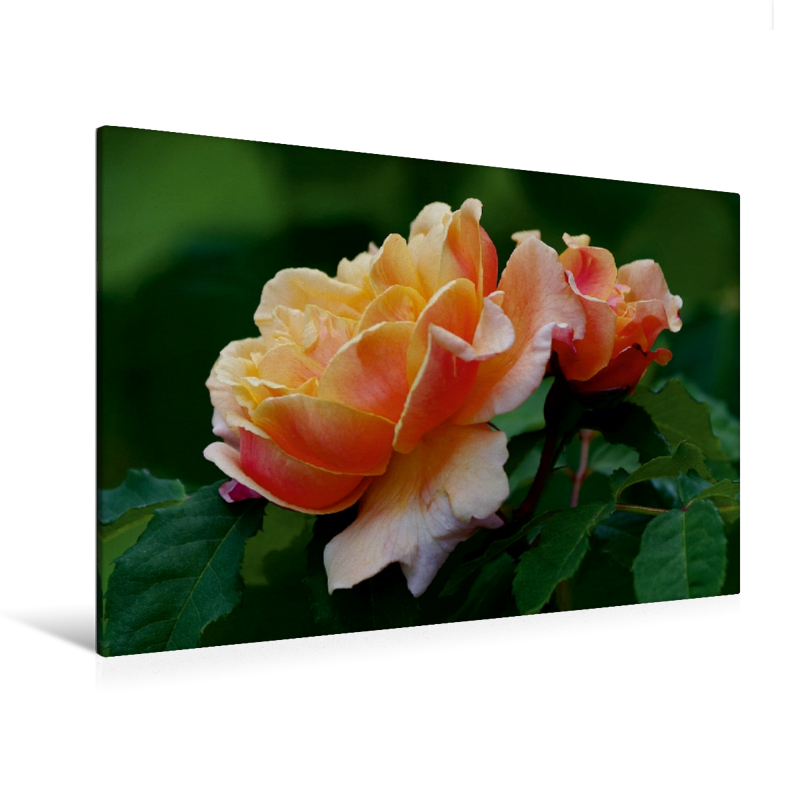Ein Motiv aus dem Kalender Zarte Schönheiten - Bezaubernde Rosenblüten (Premium Textil-Leinwand, Bild auf Keilrahmen)