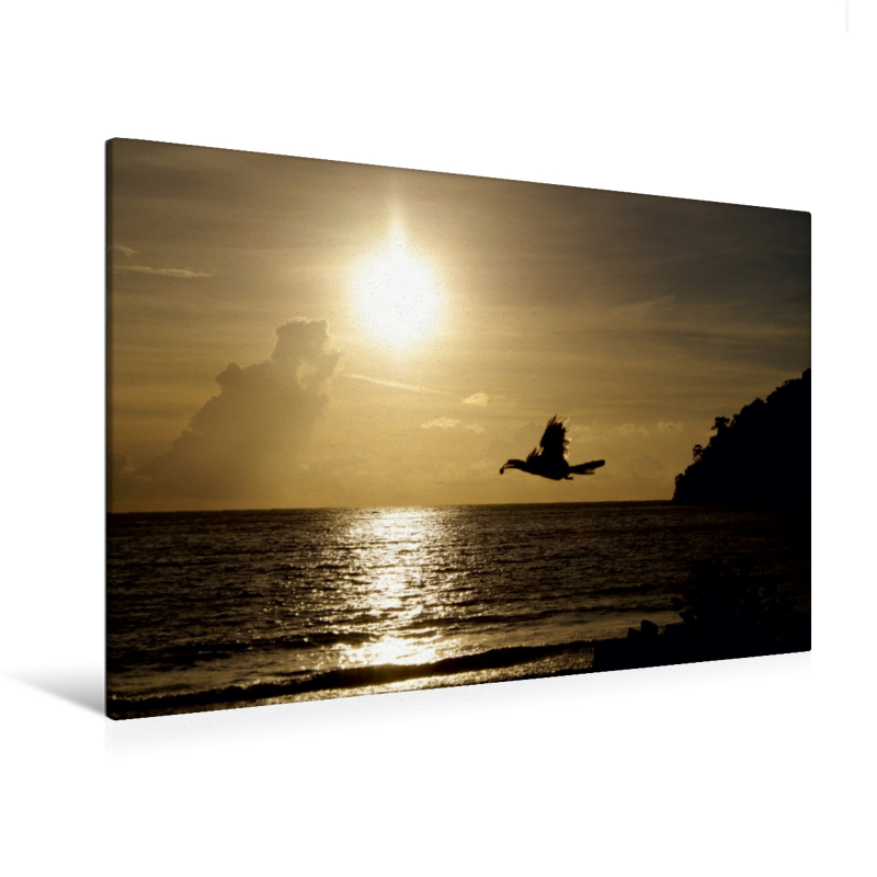 Nashornvogel mit Futter - Farben am Meer (Premium Textil-Leinwand, Bild auf Keilrahmen)